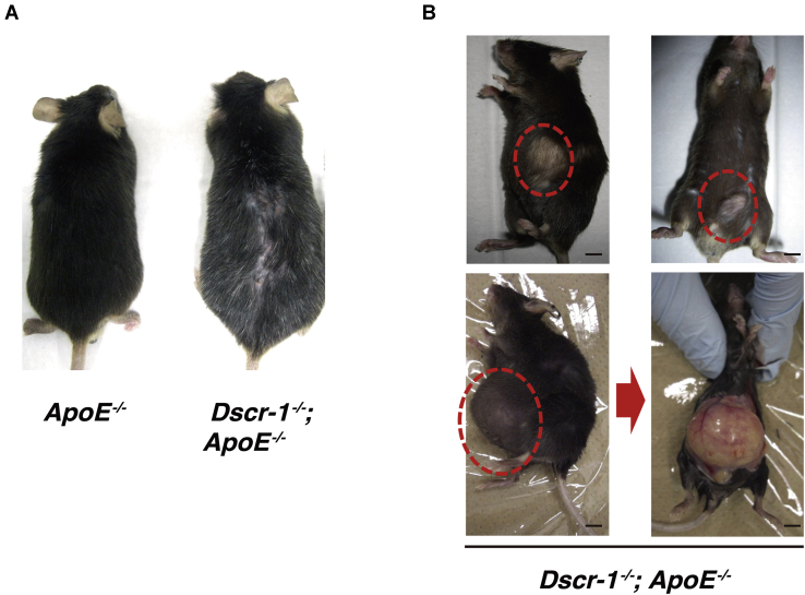 Figure 7