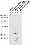 FIG. 5