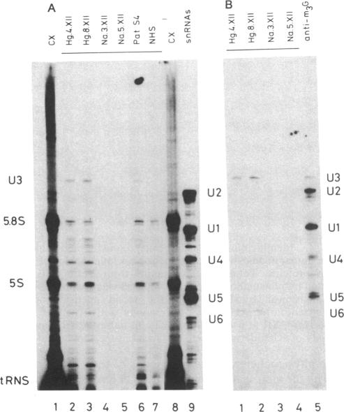 graphic file with name pnas00241-0256-a.jpg