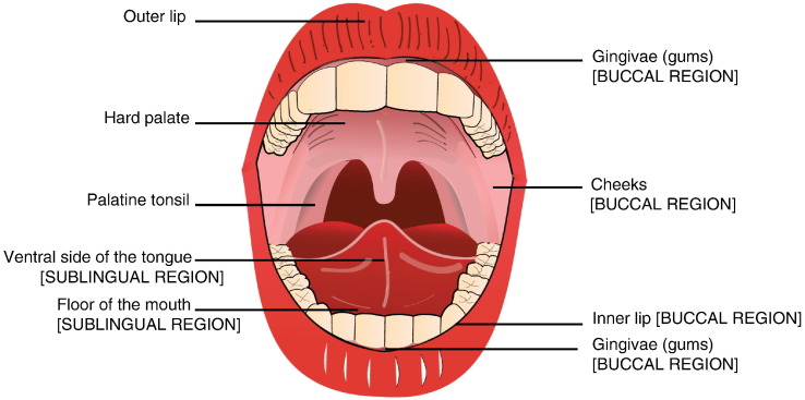 Fig. 1