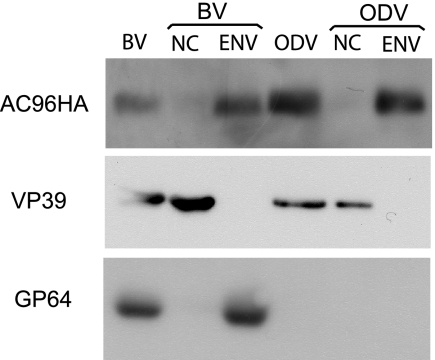 FIG. 8.