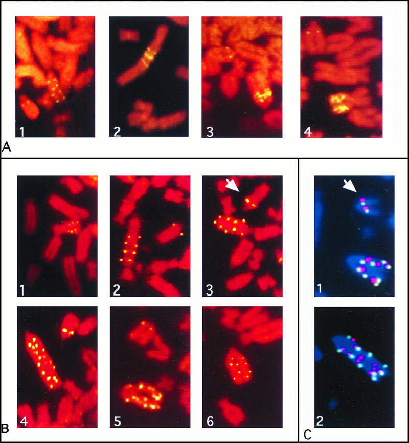 FIG. 3