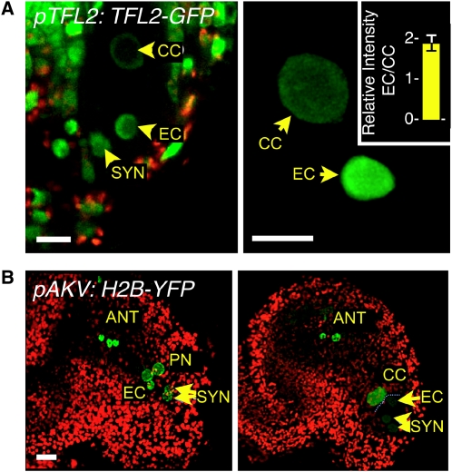 Figure 4.