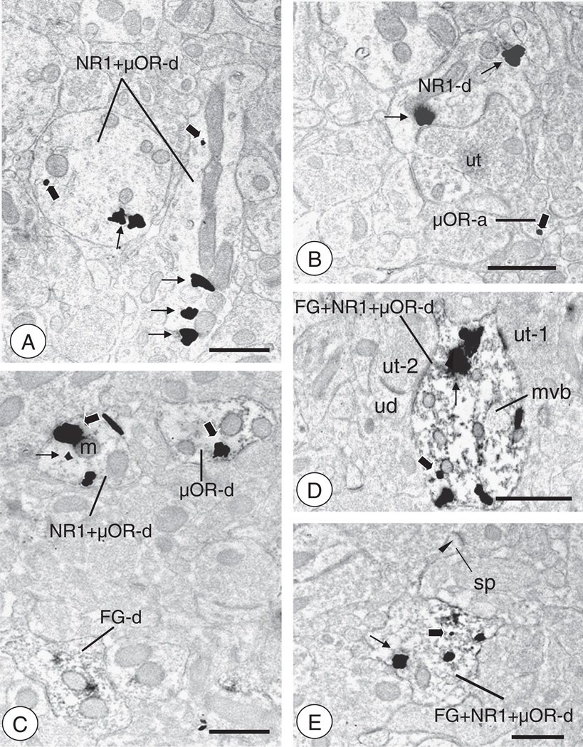 Fig. 5