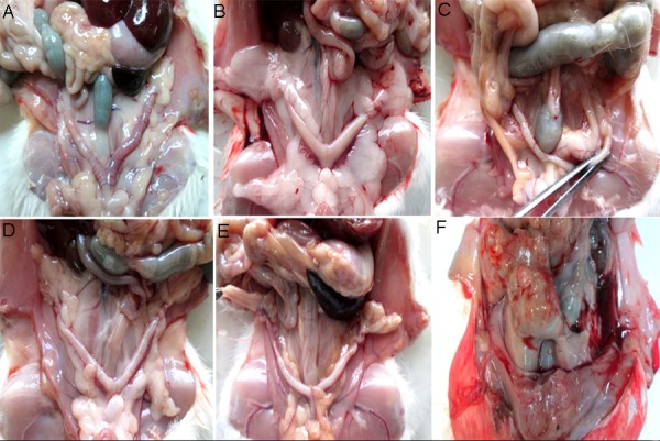 Fig.1