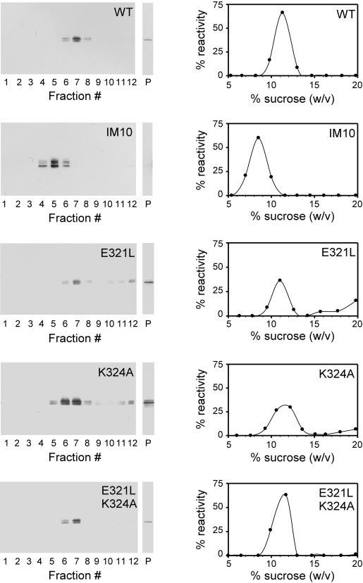 Fig.4.