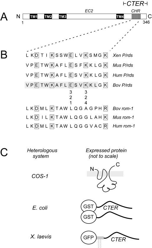 Fig.1.