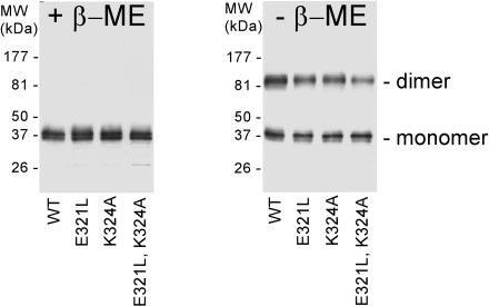 Fig.2.