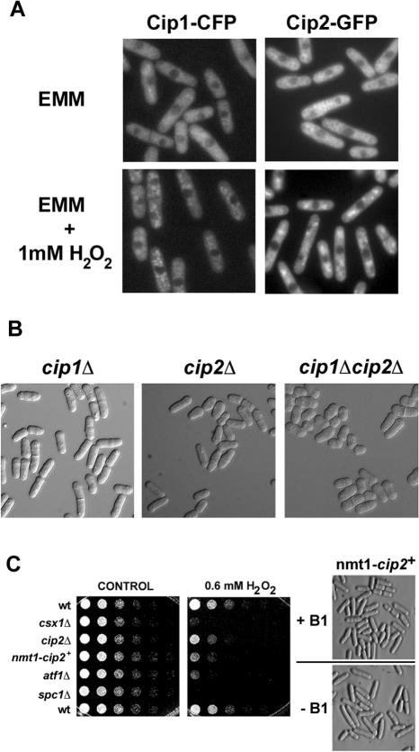 Figure 2.