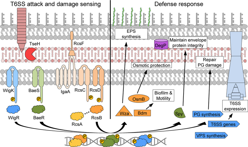 Figure 6: