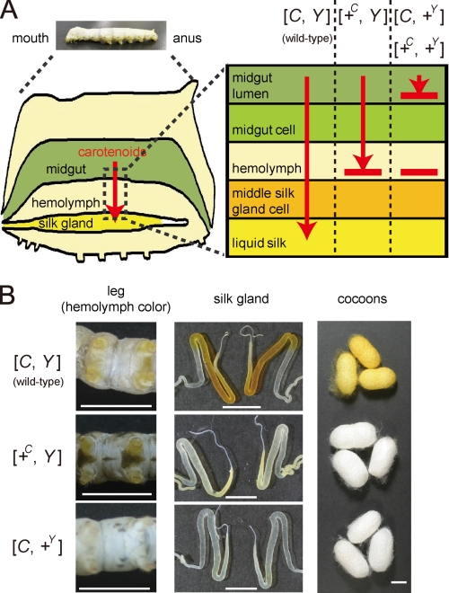 FIGURE 1.