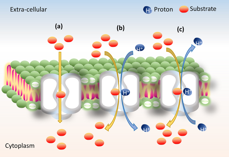 Bacterial Effluxome As A Barrier Against Antimicrobial Agents 