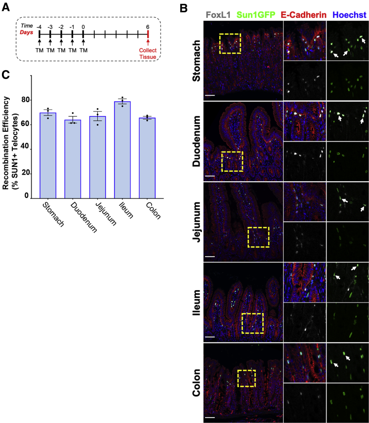 Figure 2