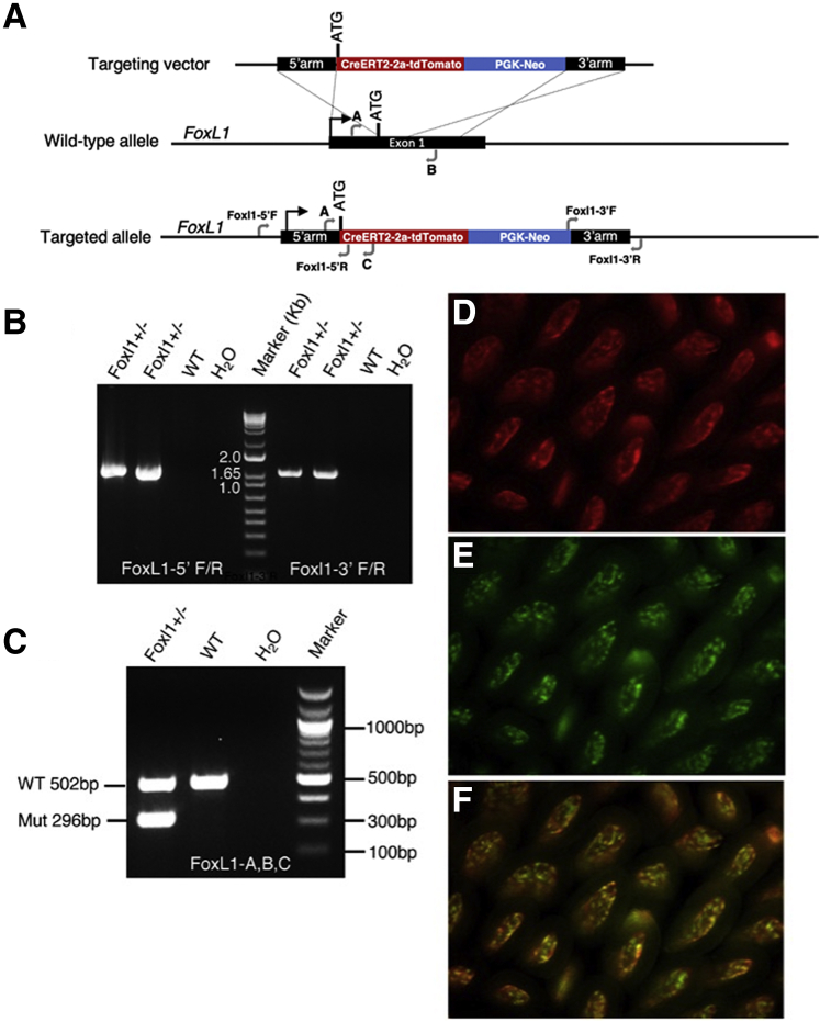 Figure 1