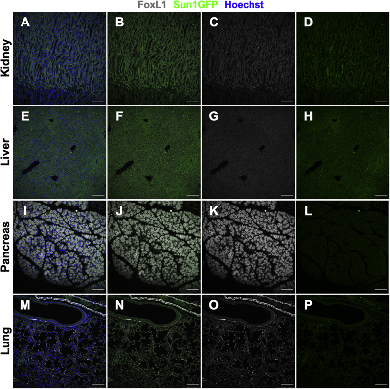 Supplementary Figure 1