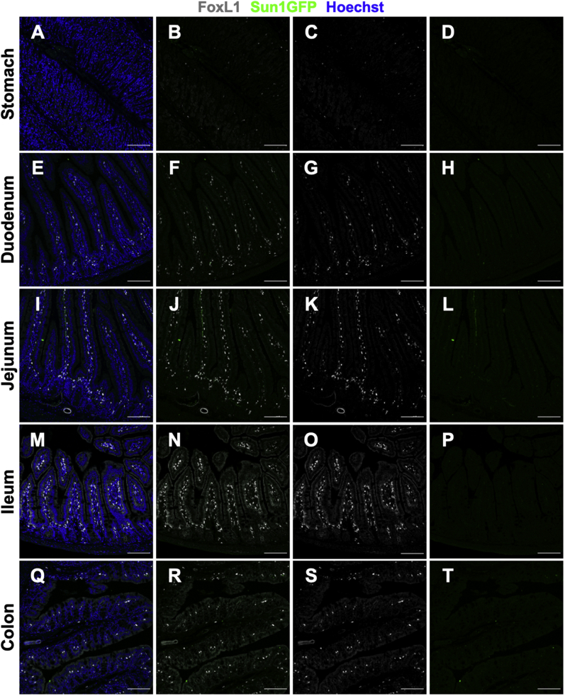 Supplementary Figure 2