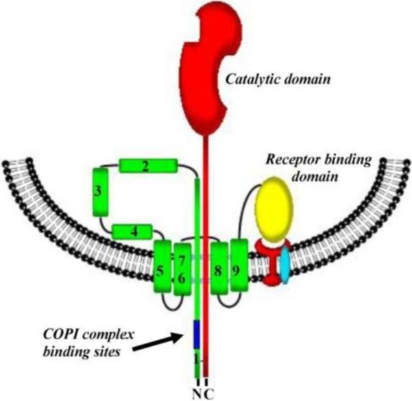 Figure 12