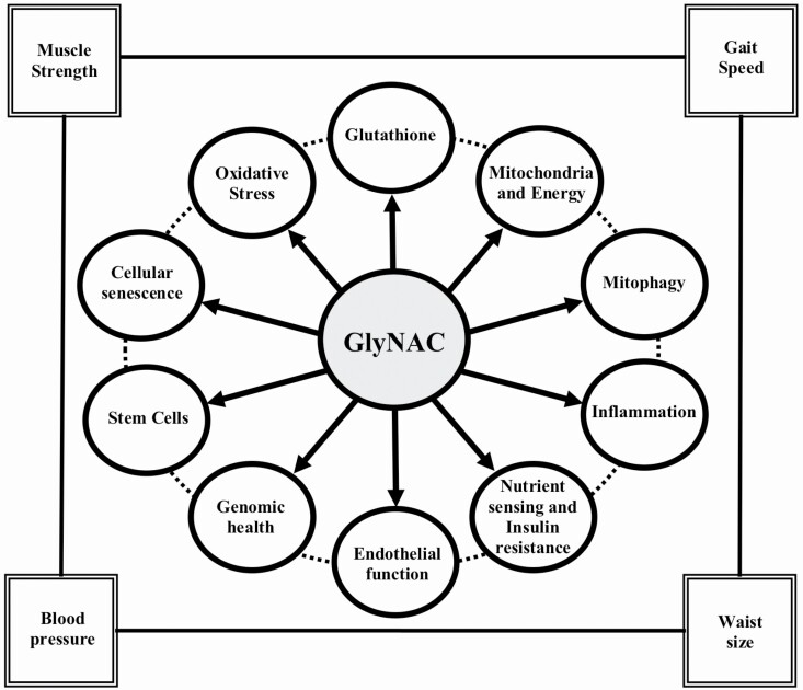 Graphical Abstract