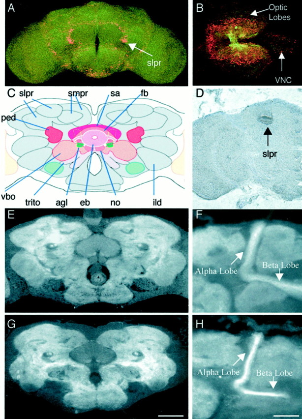 Fig. 8.