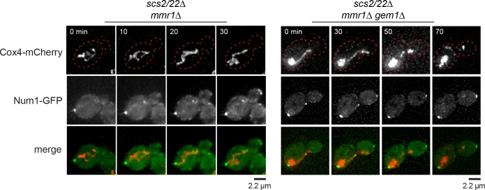 Figure 1—figure supplement 5.