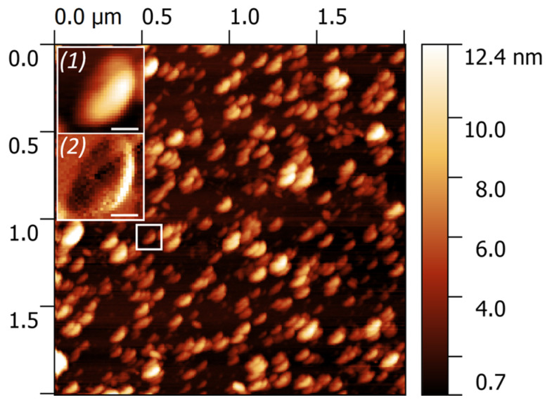 Figure 2