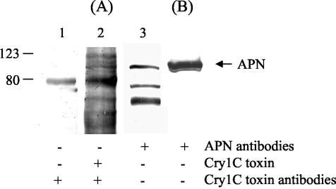 FIG. 8.