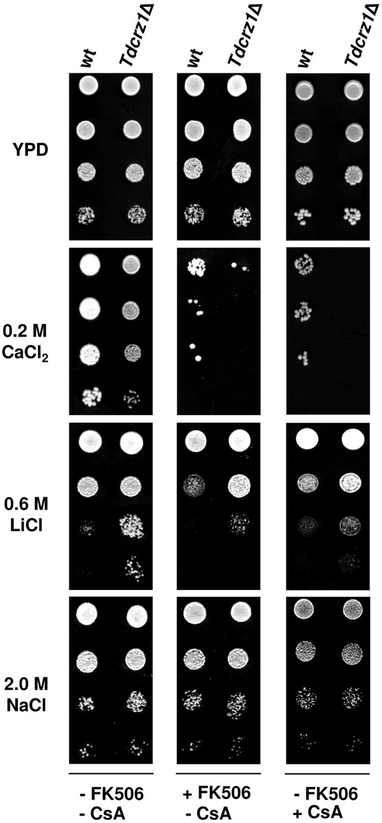 FIG. 6.