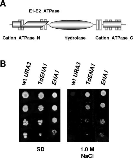 FIG. 1.