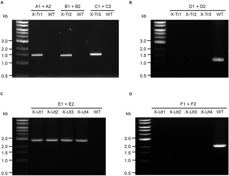 FIGURE 3