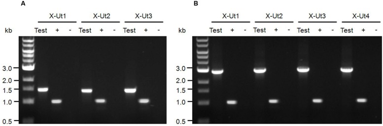 FIGURE 4