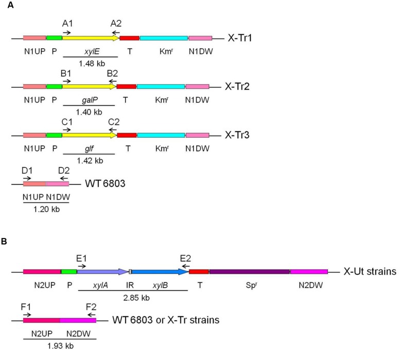 FIGURE 2