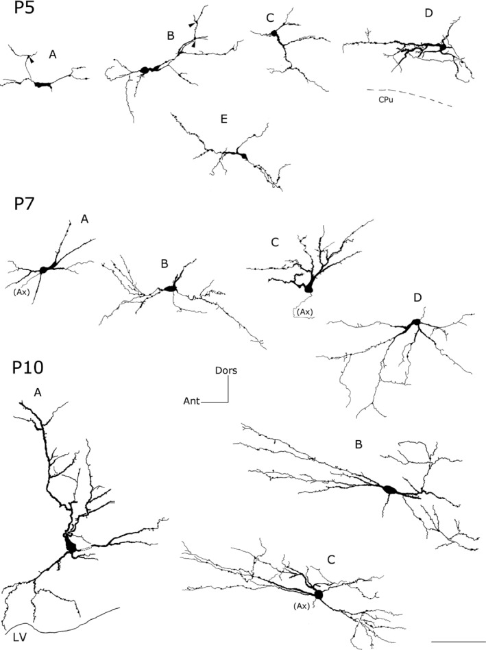 Figure 5