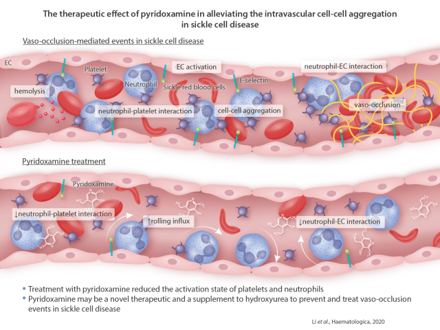 Graphical Abstract