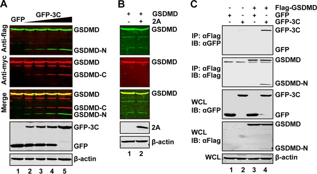 FIG 2