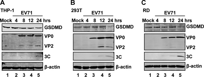 FIG 1