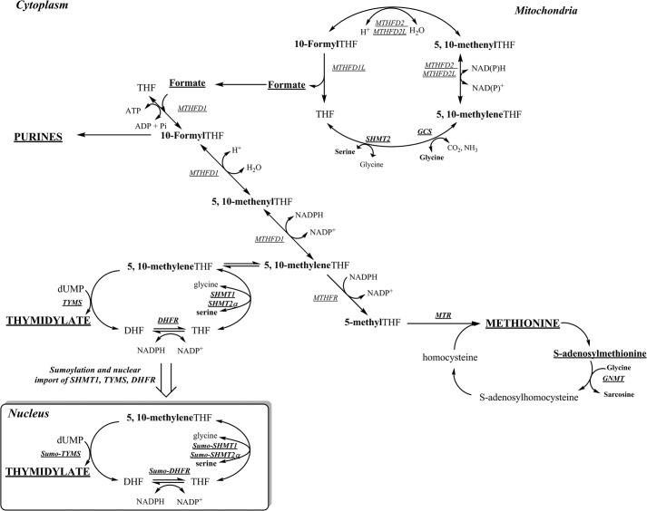 FIGURE 1.