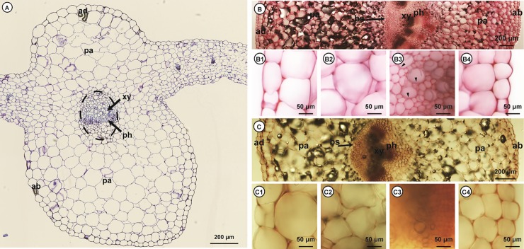 Fig 2