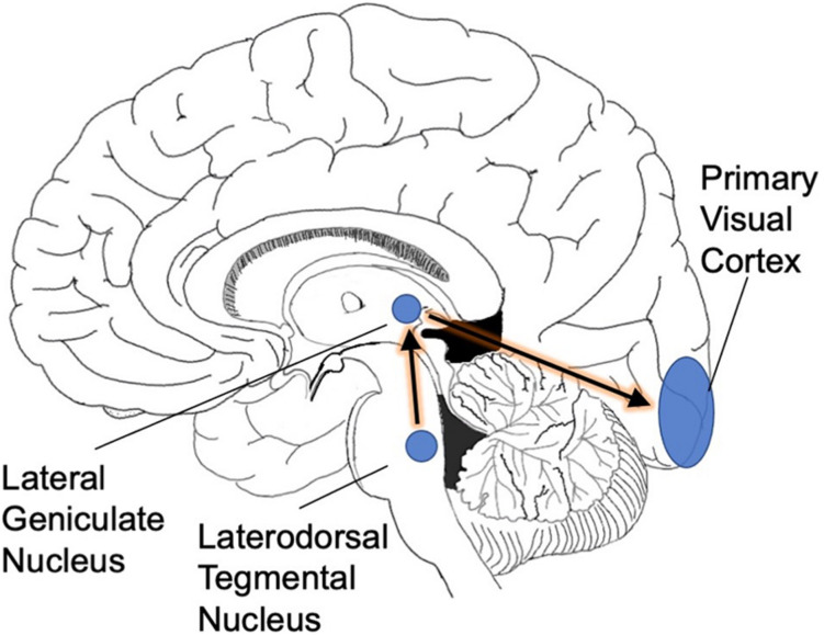 FIGURE 1