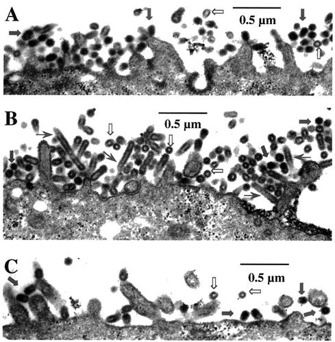 FIG. 6.