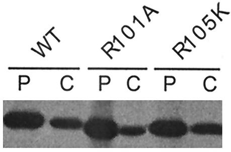 FIG. 4.