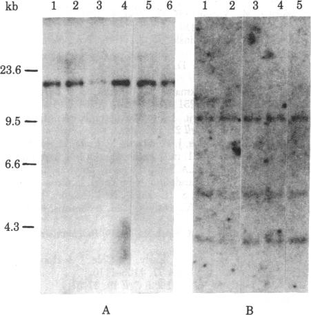 graphic file with name pnas00657-0555-a.jpg