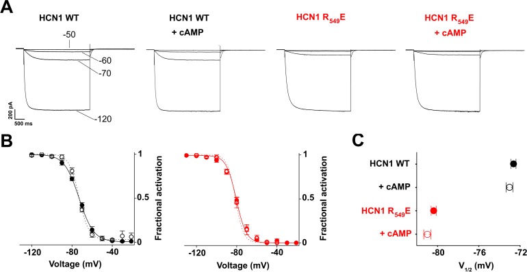 Figure 4—figure supplement 1.