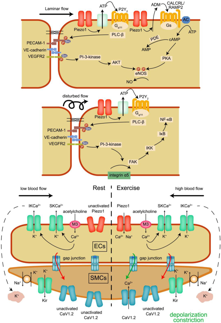 Fig. 2