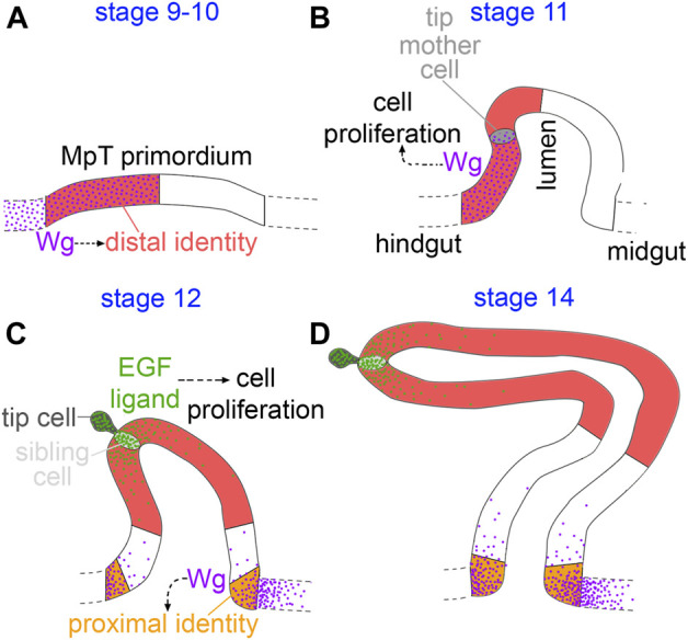 FIGURE 9