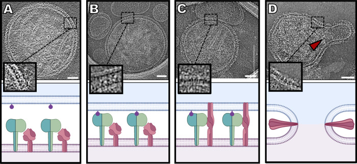 Fig 6