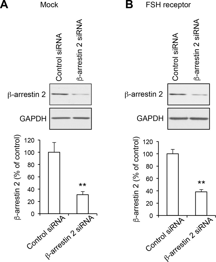 Figure 5—figure supplement 1.