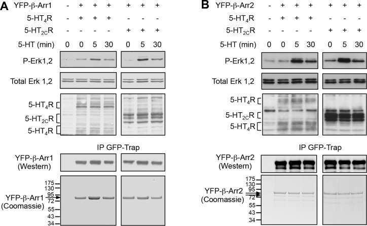 Figure 1—figure supplement 1.