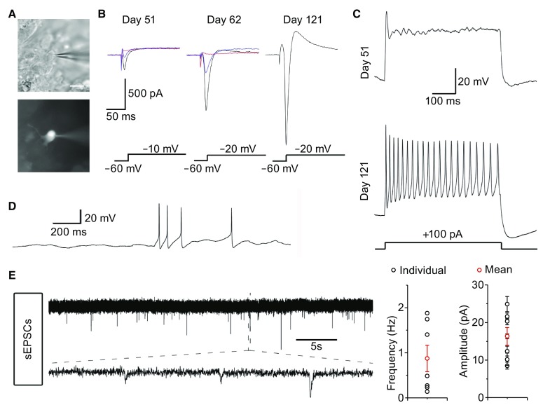 Figure 3