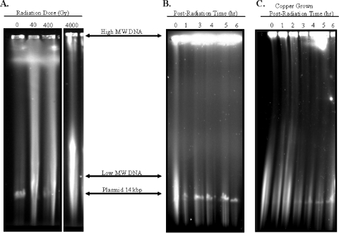 FIG. 7.