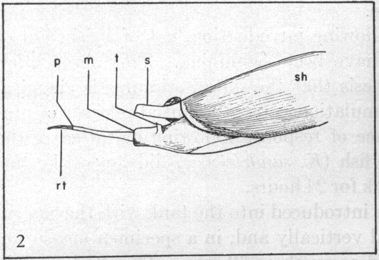 graphic file with name pnas00706-0067-b.jpg